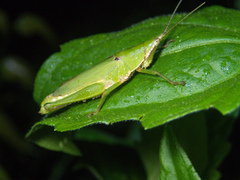 Tagasta