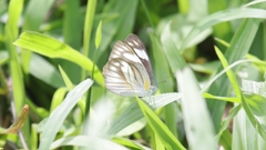 Appias libythea olferna