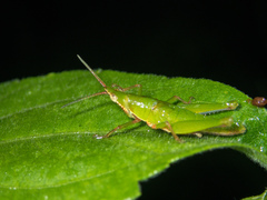 Tagasta