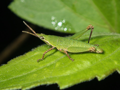 Tagasta