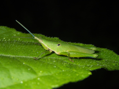 Tagasta