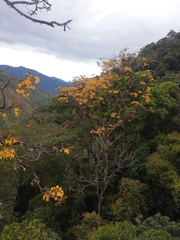 Handroanthus chrysanthus