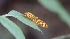 Chersonesia rahria