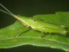 Tagasta