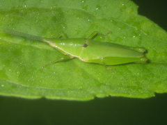 Tagasta