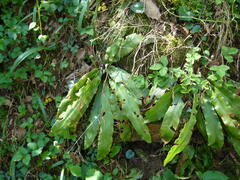 Asplenium scolopendrium