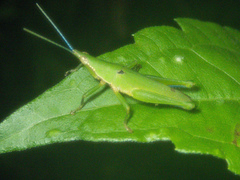 Tagasta