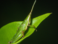 Tagasta