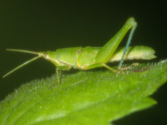 Tagasta