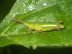 Tagasta