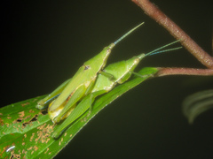 Tagasta