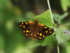 Metisella metis