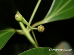 Cinnamomum insularimontanum