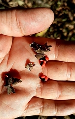 Rhynchosia precatoria