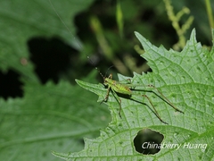 Phaneroptera nigroantennata