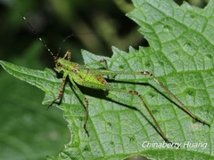 Phaneroptera nigroantennata