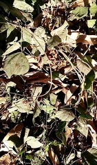 Rhynchosia precatoria