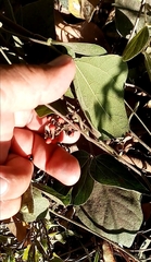 Rhynchosia precatoria