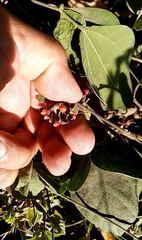 Rhynchosia precatoria