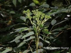 Tetradium glabrifolium