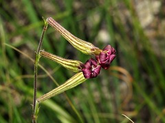 Silene burchellii