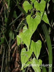Dioscorea collettii