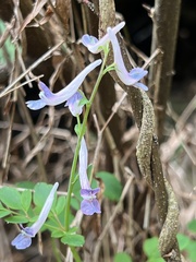 Corydalis decumbens