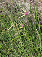 Silene burchellii