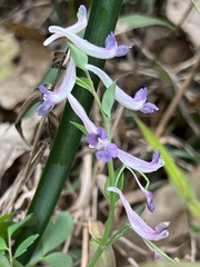 Corydalis decumbens