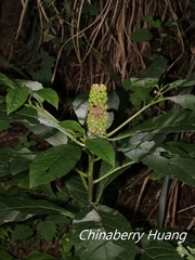 Phytolacca japonica