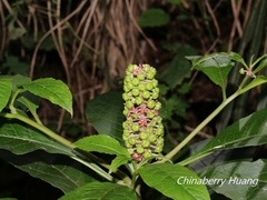Phytolacca japonica