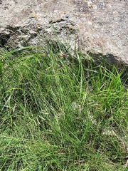 Silene burchellii