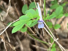 Corydalis decumbens