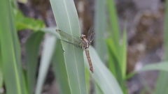Orthetrum testaceum