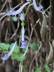 Corydalis decumbens