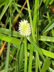 Cyperus