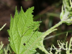 Phaneroptera nigroantennata