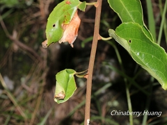 Attelabidae