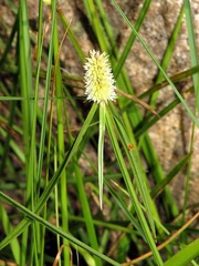 Cyperus