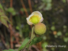Eriocapitella vitifolia