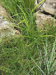 Cyperus