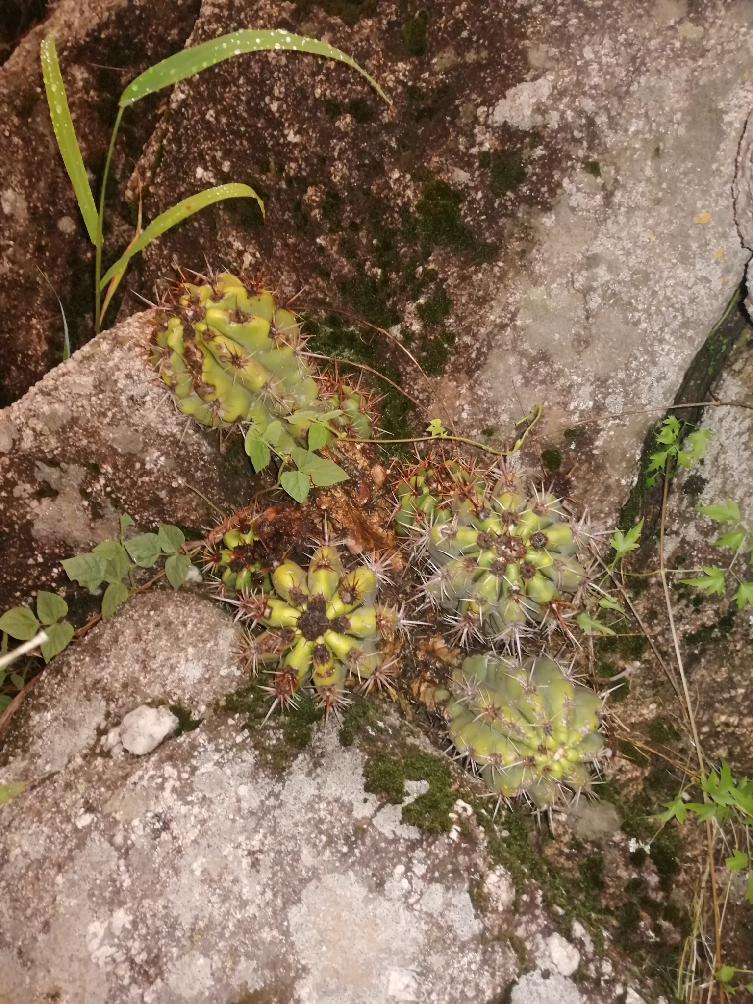 Soehrensia candicans