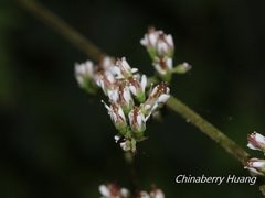 Astilbe longicarpa