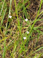 Oldenlandia herbacea