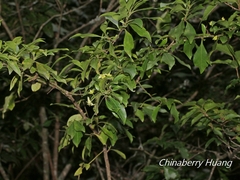 Euonymus carnosus