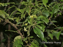 Euonymus carnosus