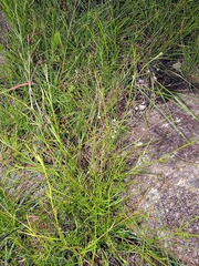 Oldenlandia herbacea