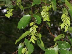 Carpinus kawakamii