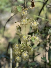 Clematis leschenaultiana