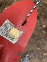 Ichneumon stramentor